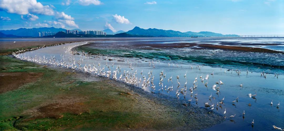 我國(guó)首次舉辦國(guó)際紅樹(shù)林保護(hù)高級(jí)別論壇