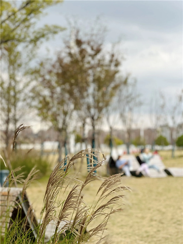或然景觀丨活力草坪作為生活水岸目的地