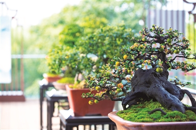 中國園林博物館舉辦川派盆景藝術(shù)展