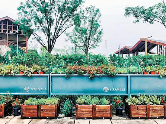 都市農(nóng)業(yè)新景亮相溫榆河公園