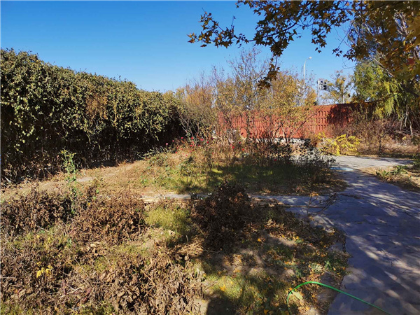 園冶杯參賽作品丨人大附中北大附小聯合實驗學校入口景觀提升