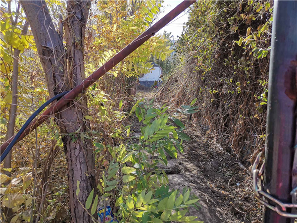 園冶杯參賽作品丨人大附中北大附小聯合實驗學校入口景觀提升