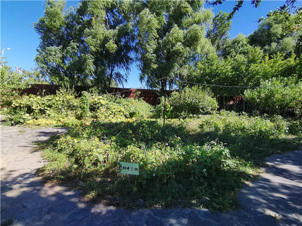 園冶杯參賽作品丨人大附中北大附小聯合實驗學校入口景觀提升