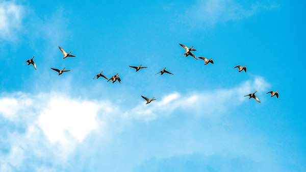 北京城市副中心:綠心的N種打開方式