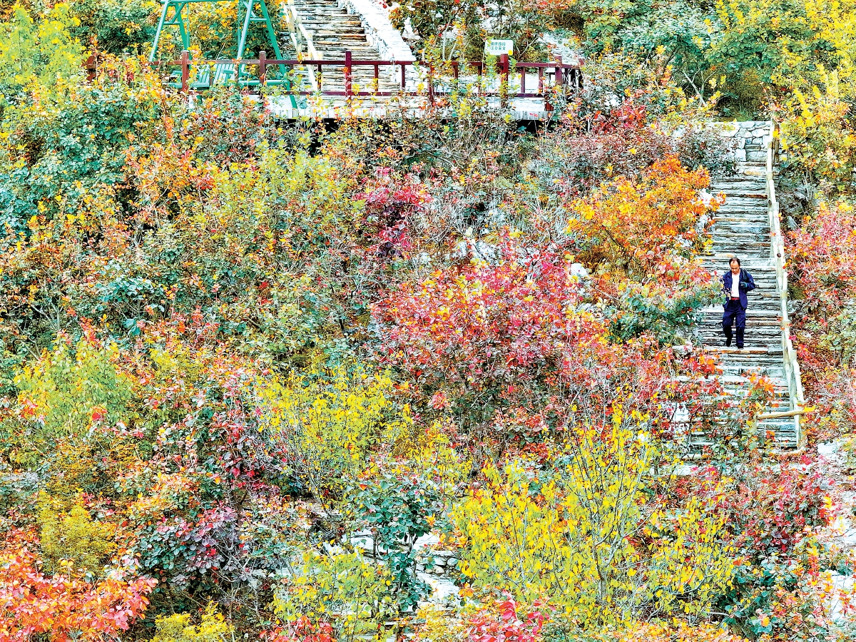 華北最壯觀山地紅葉進入觀賞期