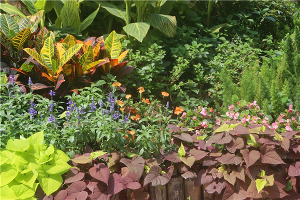 園冶杯參賽作品丨深圳荔枝公園東門花境