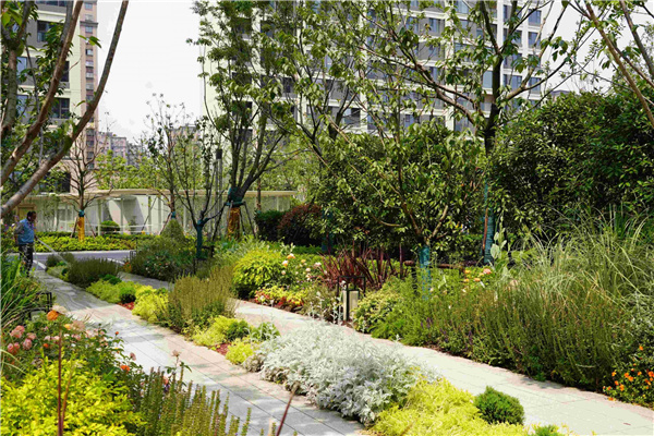 園冶杯參賽作品丨上海南山虹橋領峯項目花境工程