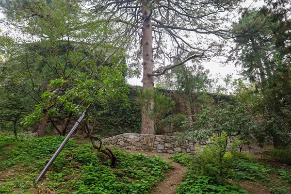 北京香山公園設(shè)立首個古樹保護(hù)示范區(qū)