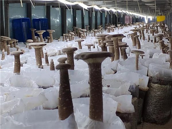 園冶杯參賽作品丨老冢鎮“記憶中的鄉村”