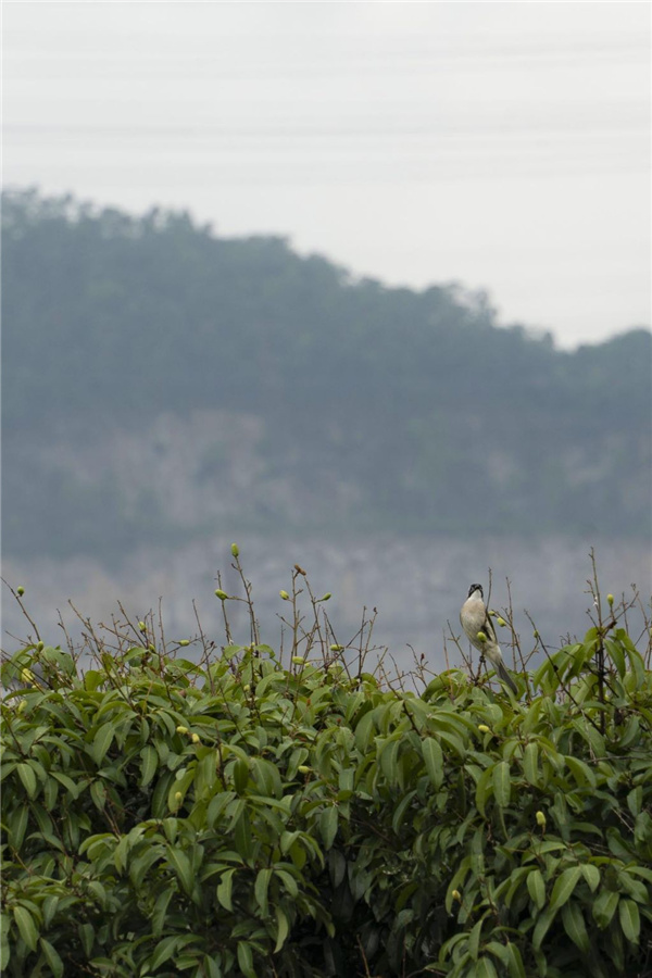 園冶杯參賽作品丨深圳市光明區(qū)荔枝公園