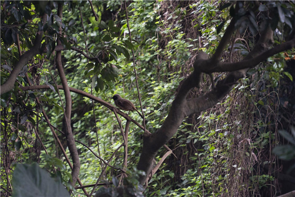 園冶杯參賽作品丨深圳市光明區(qū)荔枝公園