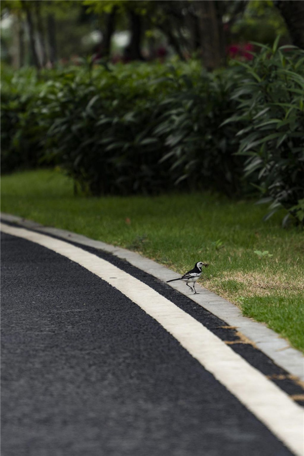 園冶杯參賽作品丨深圳市光明區(qū)荔枝公園