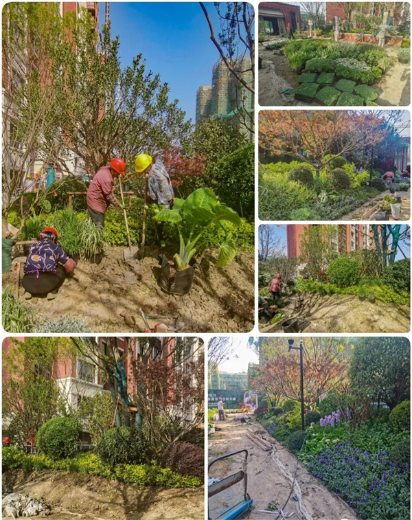 園冶杯參賽作品丨金地新樂里項目景觀花境工程