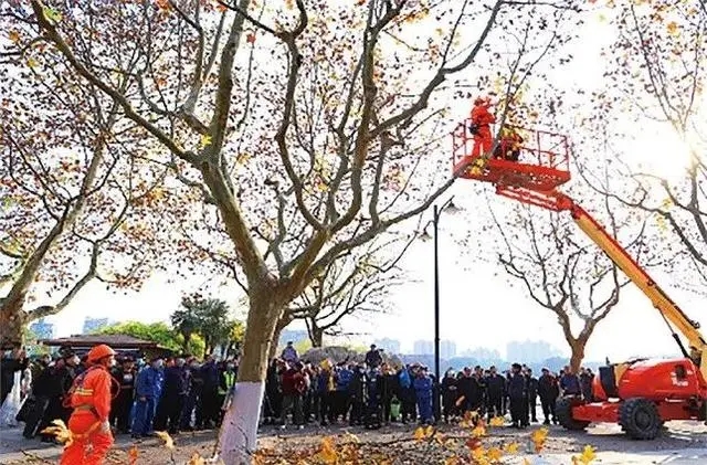 “一把大剪刀走天下”,園林綠化如何吸引更多年輕人?