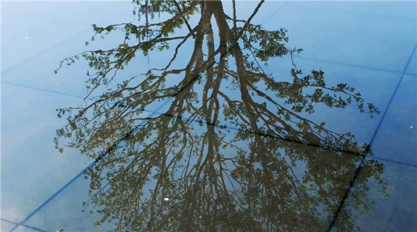 文科園林丨都市新 “森” 活——佛山城發·悅城峯境