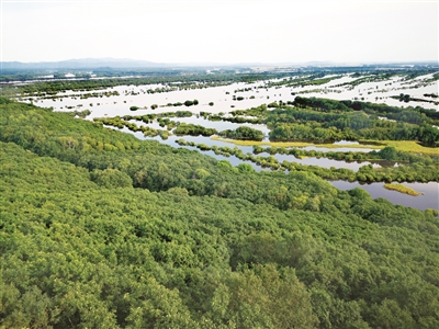 珍寶島探尋濕地保護(hù)科學(xué)路徑
