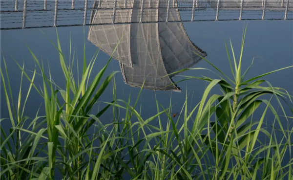 無錫太湖流域小溪港魚咀公園