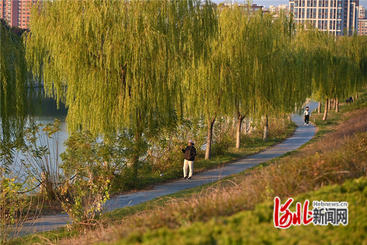 河北衡水建“一湖三區”綠廊,綠出高顏值美出高品質