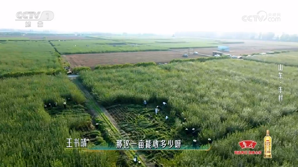 臨沭縣“好日子”鄉村振興齊魯樣板示范區美上央視