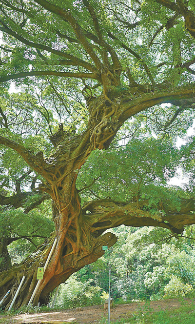 福建福州采取多種措施保護古樹名木