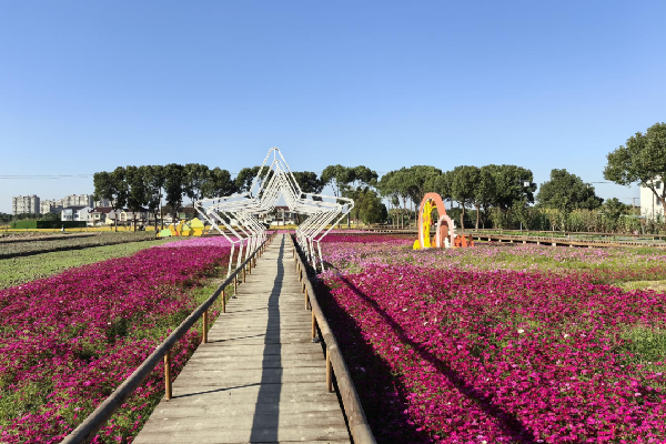 費家浜：特色田園鄉村建設讓無垠星空映照廣闊鄉村