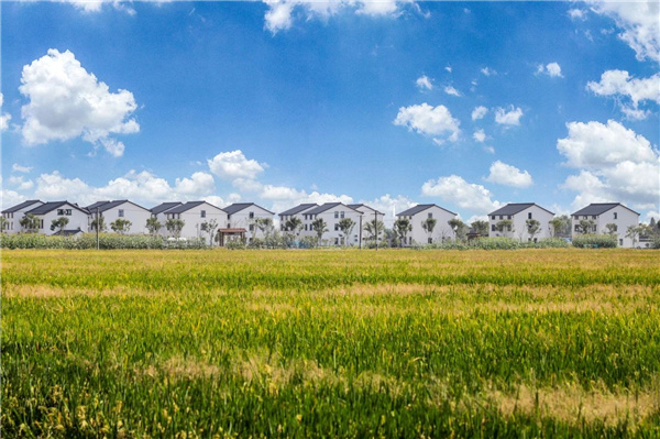 費家浜：特色田園鄉村建設讓無垠星空映照廣闊鄉村