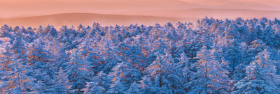 森林撫育，冬季為何很重要？