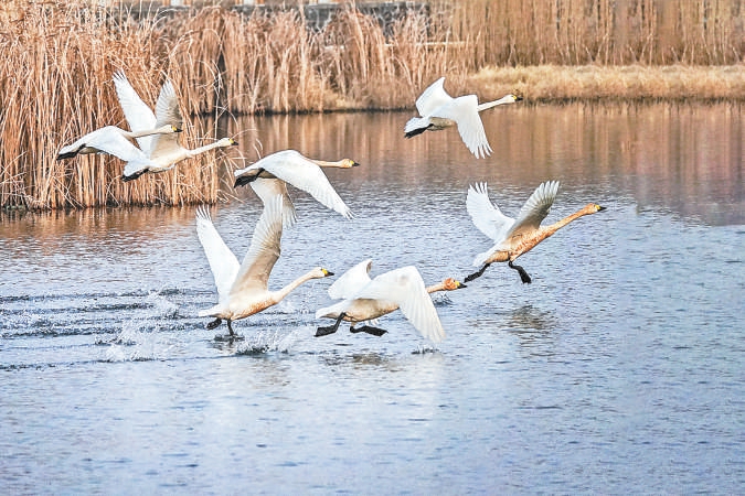 北京密云:為水鳥構建27萬平方米棲息生境