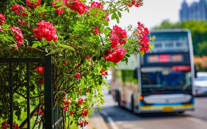 綠化彩化行動將北京打造成濃蔭繁花的畫卷