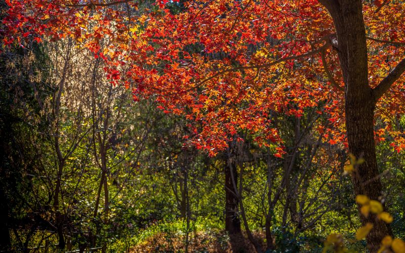 綠化彩化行動將北京打造成濃蔭繁花的畫卷