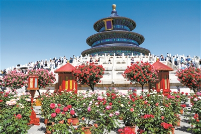 2024北京月季文化節開幕 11展區超3000種月季爭奇斗艷