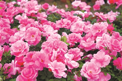 2024北京月季文化節開幕 11展區超3000種月季爭奇斗艷