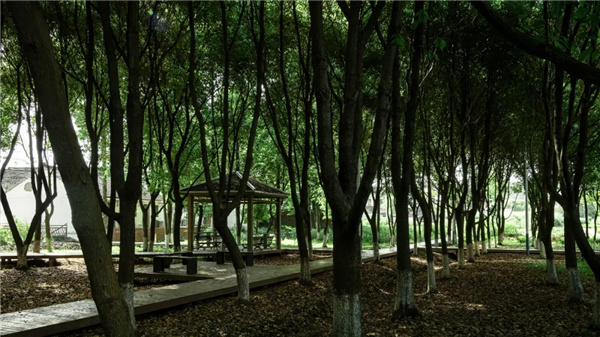 平介設計丨震澤“五美三優(yōu)”鄉(xiāng)村景觀改造