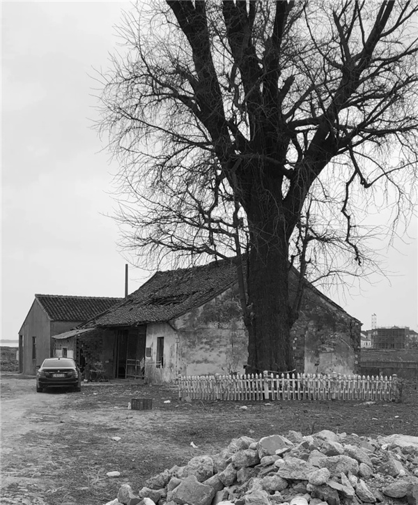 平介設計丨震澤“五美三優(yōu)”鄉(xiāng)村景觀改造