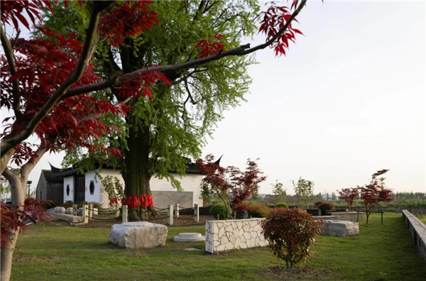 平介設計丨震澤“五美三優(yōu)”鄉(xiāng)村景觀改造