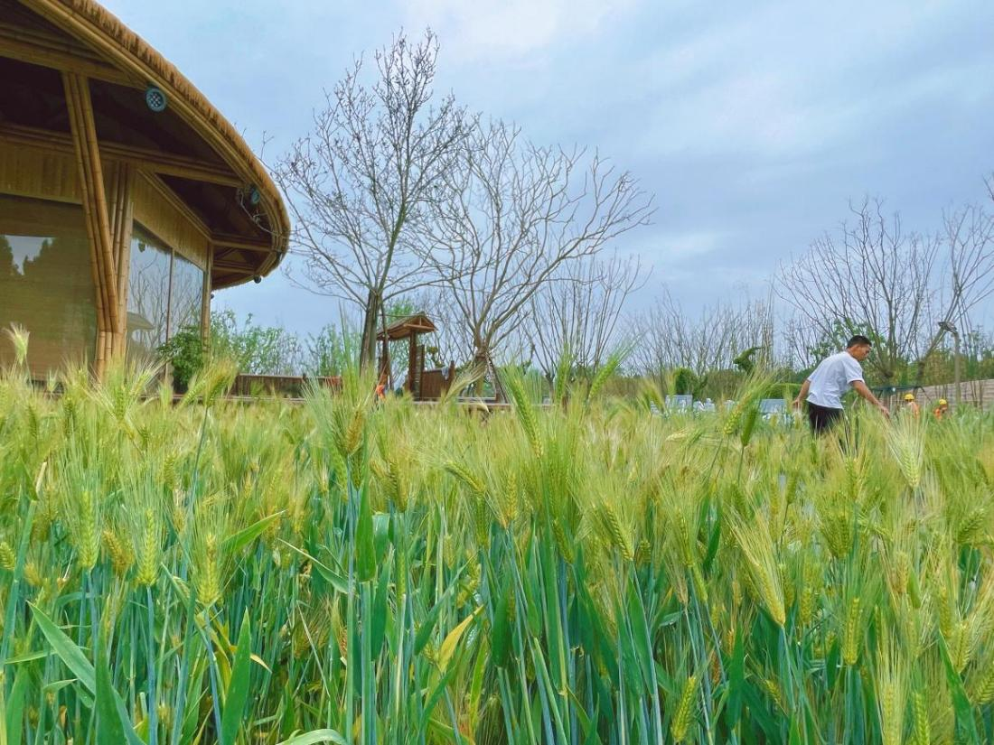 成都農業科技職業學院展園