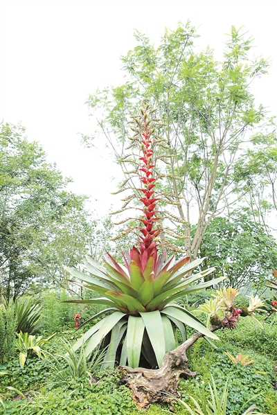 成都世園會呈現沉浸式欣賞園藝的視覺盛宴