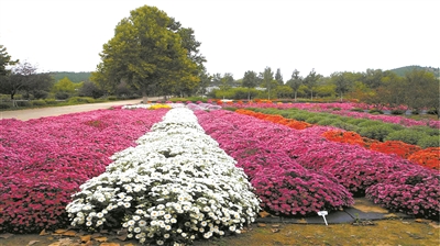 北京林業大學的“繁花”創新之路