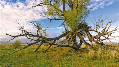 搭建文旅新場景：阿勒泰，牧歌聲里看草原