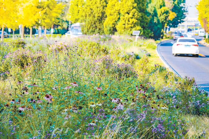 北京朝陽建設(shè)兩處“野生花園”