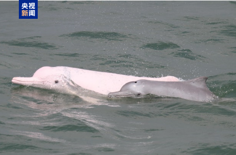 香港最大海岸公園成立 加強保育中華白海豚