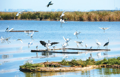 平原碧波衡水湖