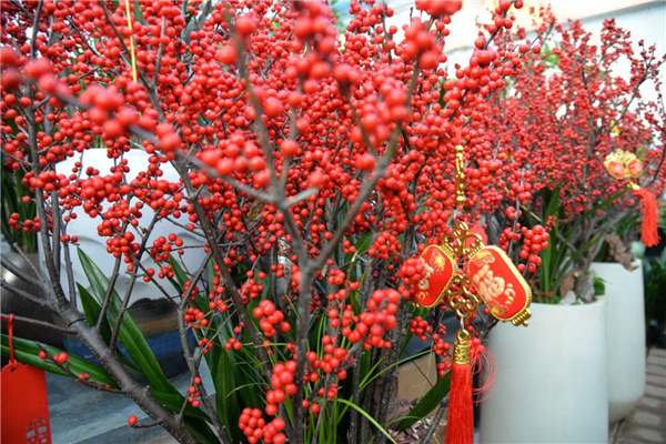 花漾齊魯喜迎新春 濟南園林花市暨2025年宵花節盛大開幕