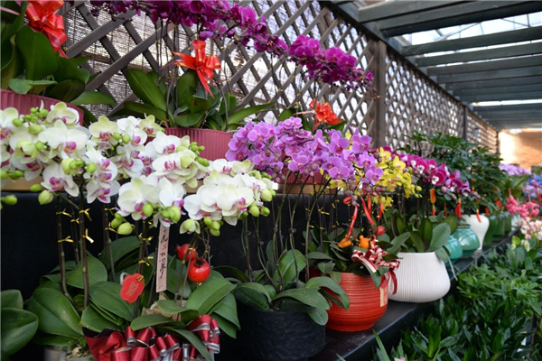 花漾齊魯喜迎新春 濟南園林花市暨2025年宵花節盛大開幕