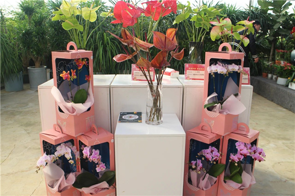 花漾齊魯喜迎新春 濟南園林花市暨2025年宵花節盛大開幕