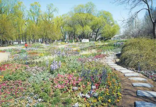 北京海淀“莫奈花園”回歸 今年風(fēng)景更“出片”