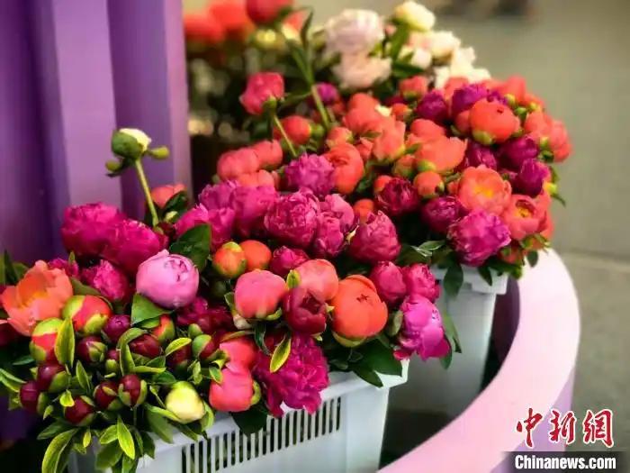 中國(guó)國(guó)際花卉園藝展覽會(huì)在上海舉行