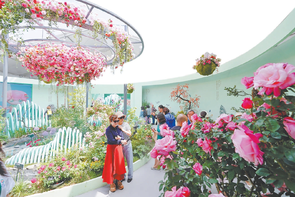 40年來首次落地中國 國際月季大會亮相京西