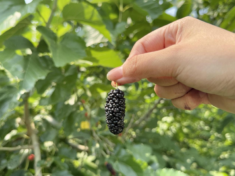 海淀桑葚:紫黑里的千年甜意