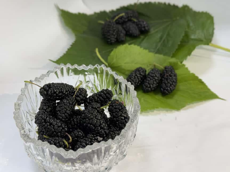 海淀桑葚:紫黑里的千年甜意